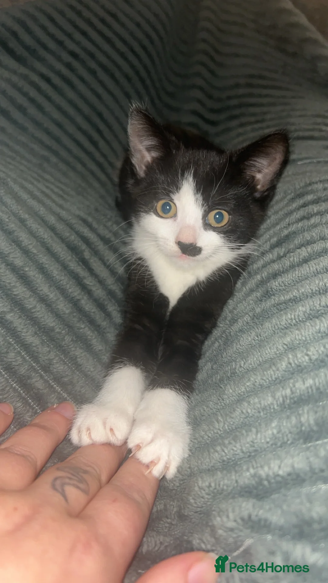 Snowshoe cats for sale: Snowshoe X kittens  - Advert 5