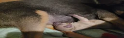 Chihuahua dogs for sale: Chihuahua Puppies ready in 2 weeks - Advert 2