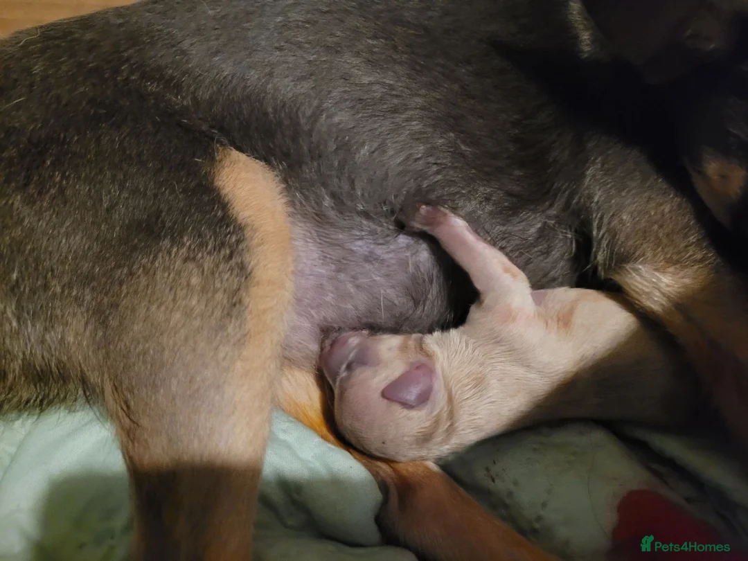Chihuahua dogs for sale: Chihuahua Puppies ready in 2 weeks - Advert 2