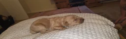 Labradoodle dogs for sale: F1B Labradoodle  - Advert 7