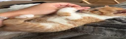 British Longhair cats for sale: Beautiful ginger and tortoiseshell kittens - Advert 3