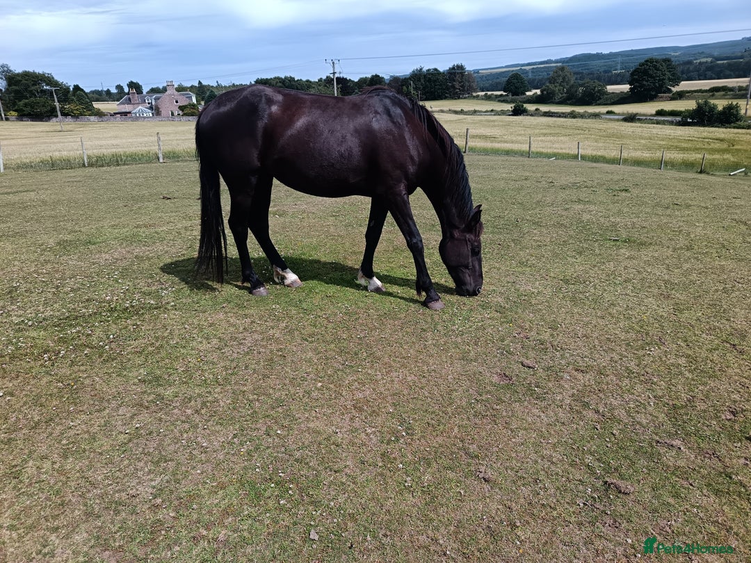 Irish Sports horses for sale: 2 x Mares - Image 5