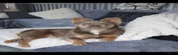 French Bulldog dogs for stud: Bronson Fluffy FrenchBulldog  - Advert 3