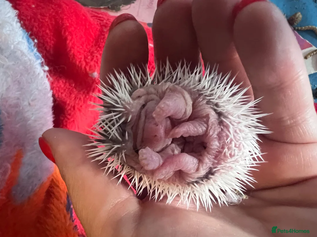 Pygmy Hedgehog rodents for sale: African Pygmy hedgehogs  - Advert 3