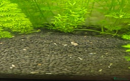 Snails fish for sale: Malaysian trumpet snails 5 for £1 - Image 2