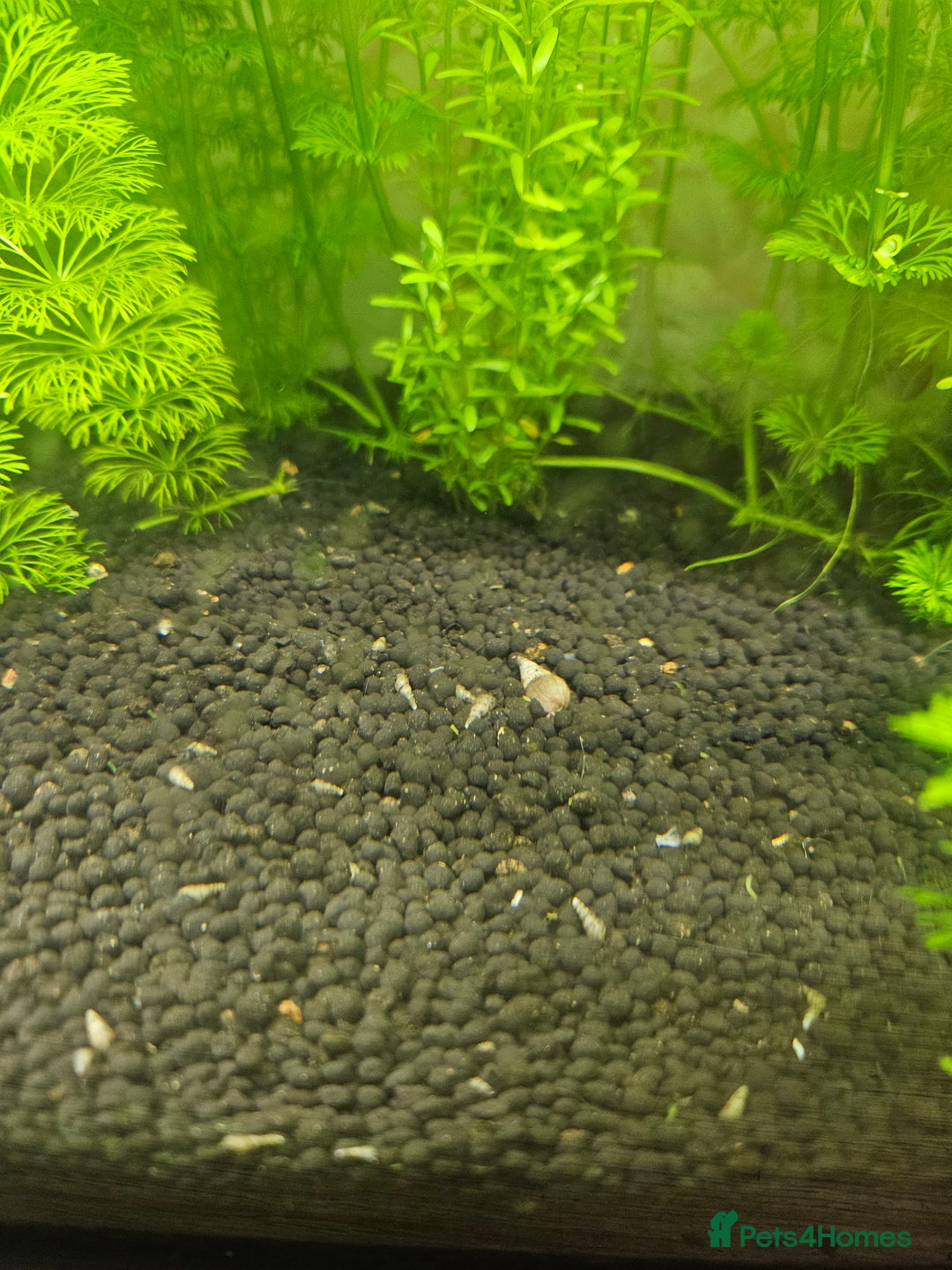 Snails fish for sale: Malaysian trumpet snails 5 for £1 - Image 2