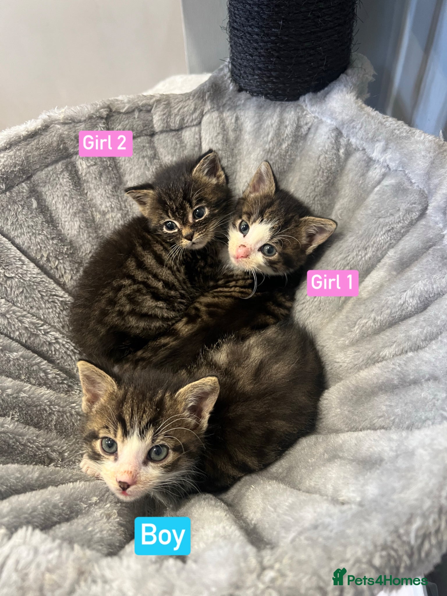 Mixed Breed cats 3 Hand reared Kittens  - Advert 12