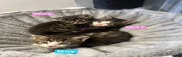 Mixed Breed cats for sale: 3 Hand reared Kittens  - Advert 1
