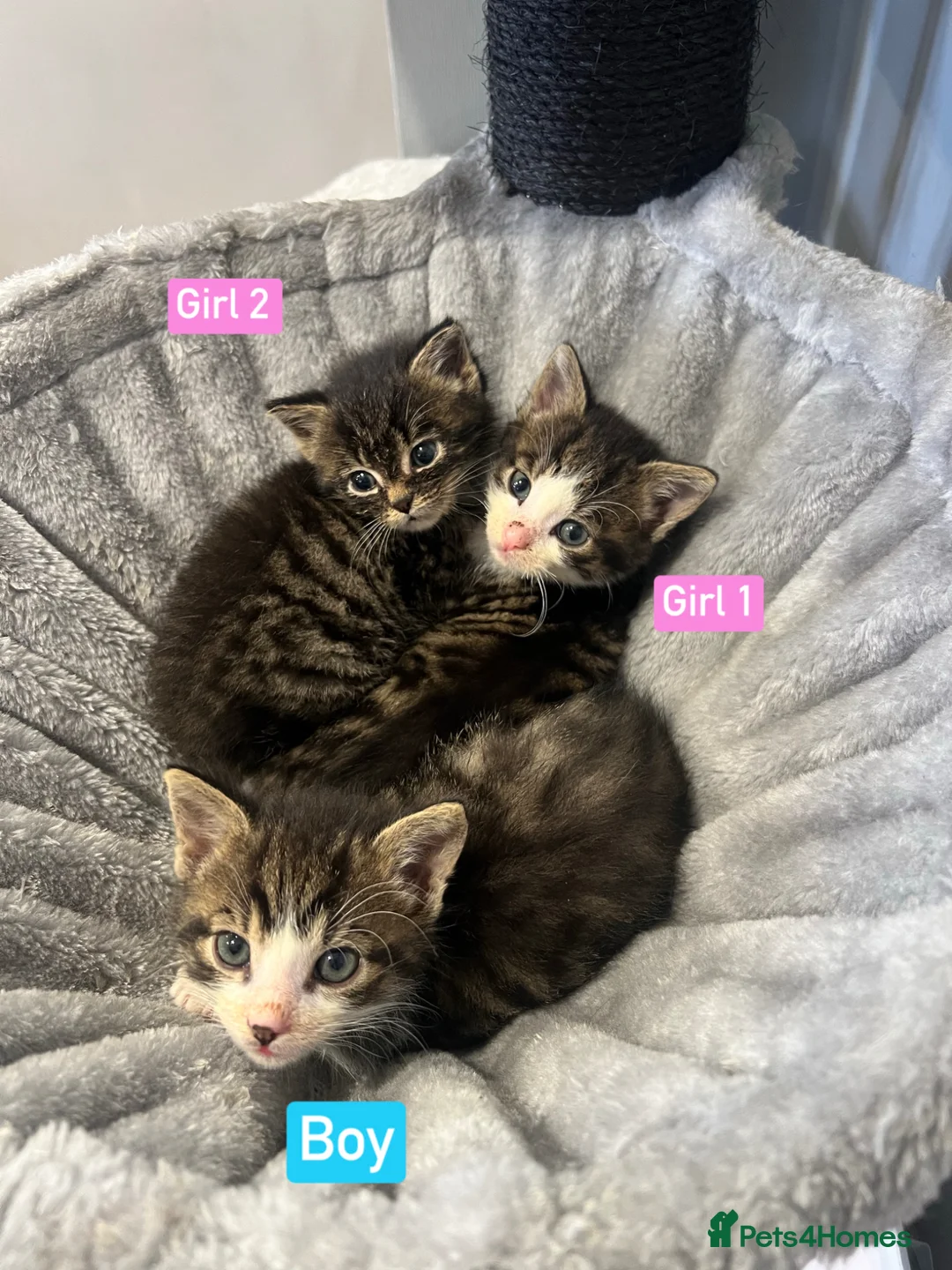 Mixed Breed cats for sale: 3 Hand reared Kittens  - Advert 1