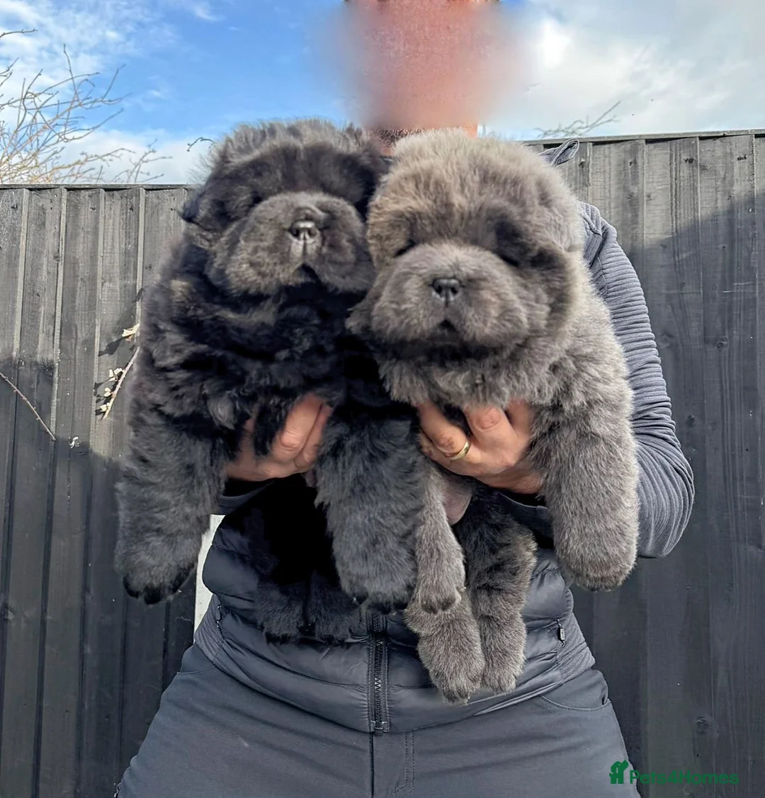 Chow Chow dogs for sale: Chow Chow Puppies - Advert 6