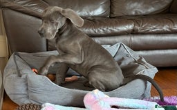 Great Dane dogs for sale: Beautiful Blue bred for Health and Temperament  in Worksop - Image 7