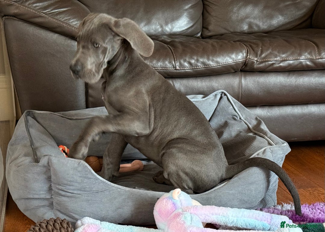 Great Dane dogs for sale: Beautiful Blue bred for Health and Temperament  in Worksop - Image 7
