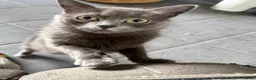 Mixed Breed cats for sale: Stunning little Grey fluffy female cat - Advert 3