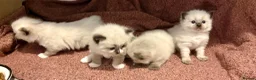 Ragdoll cats for sale: Beautiful Ragdoll Kittens - Advert 7