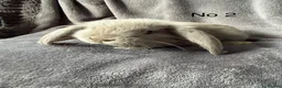 French Lop rabbits for sale: French lop  - Advert 8