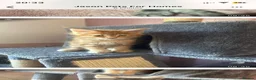 Maine Coon cats for stud: XL Cream TICA registered maine coon for stud  - Advert 11