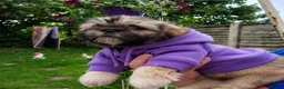 Shih Tzu dogs for sale: Beautiful Shih Tzu puppy available - Advert 7