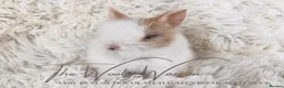 Lionhead rabbits for sale: Fully Vaccinated Lionhead Brothers  - Advert 4