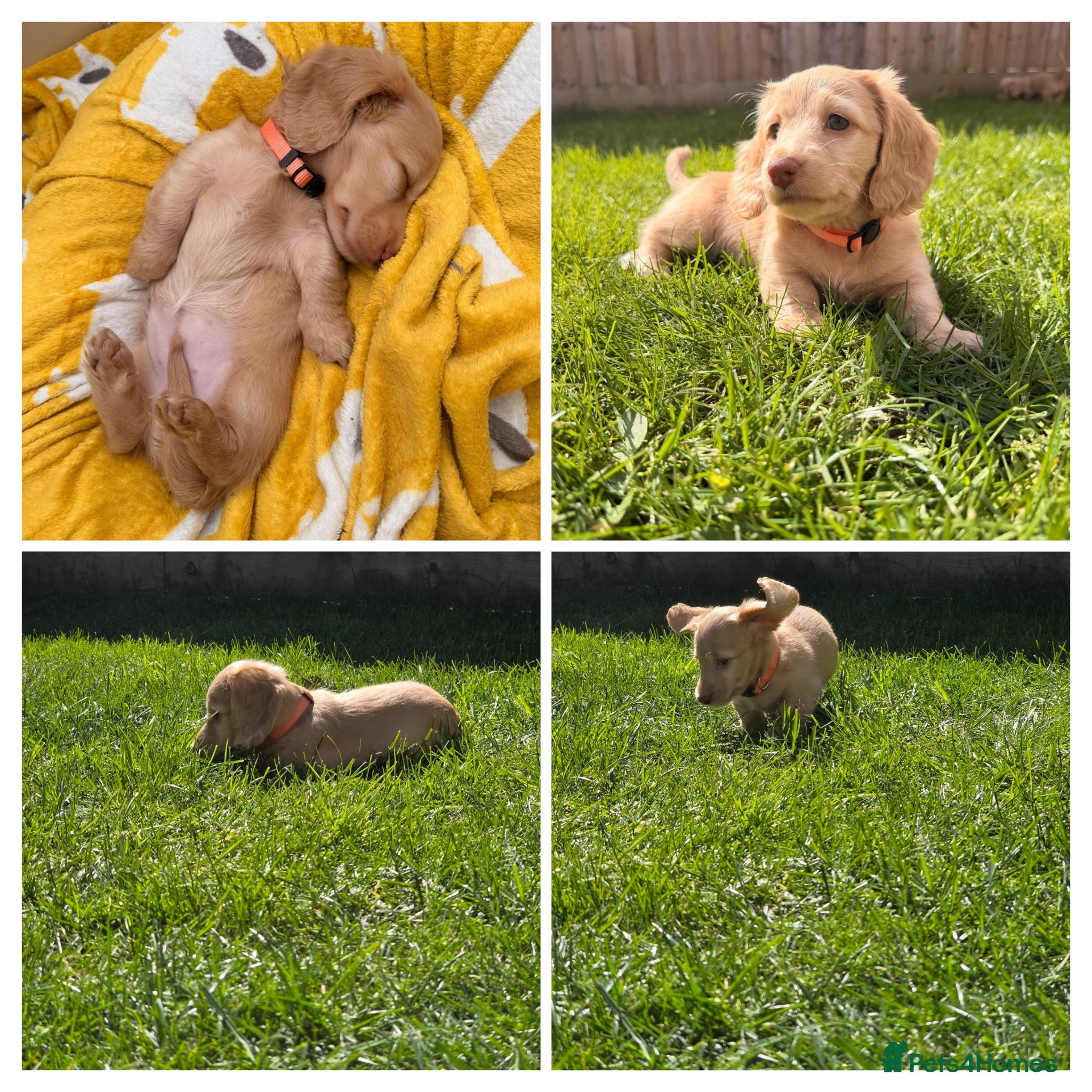 Miniature Dachshund dogs LAST ONE!! KC Cream Mini Long haired Dachshunds - Advert 12