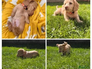 Miniature Dachshund dogs LAST ONE!! KC Cream Mini Long haired Dachshunds - Advert 12