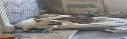 French Bulldog dogs for sale: Rita roo - Advert 3
