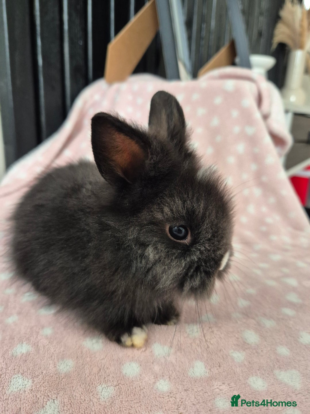 Mini Lion Lop rabbits for sale: 8 Beautiful Lion Lop Bunnies available to reserve. - Image 6