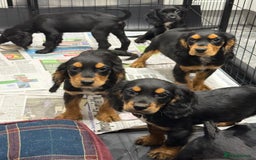 Cocker Spaniel dogs for sale: Cocker Spaniel Puppies  - Image 1