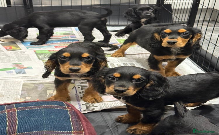 Cocker Spaniel dogs - Advert 1
