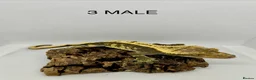 Gecko reptiles for sale: CRESTED GECKOS FOR SALE MALE AND FEMALE - Advert 12
