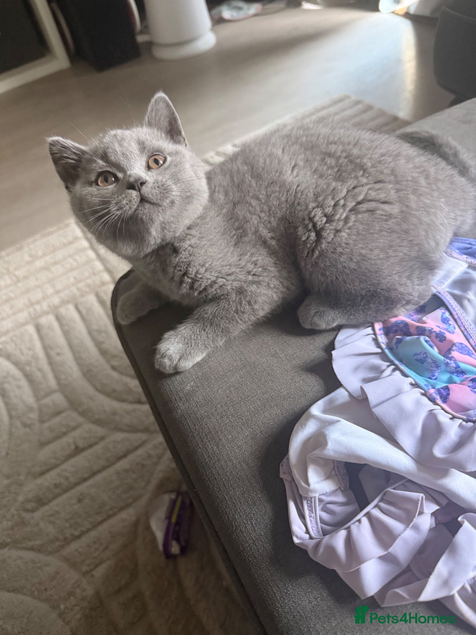 British Shorthair cats British blue pedigree kittens - Advert 2