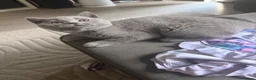 British Shorthair cats for sale: British blue pedigree kittens - Advert 1