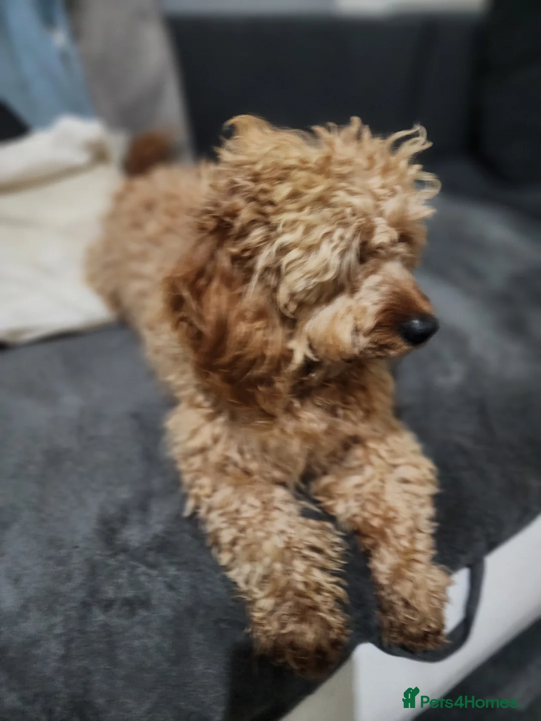 Cockapoo dogs for sale: Male  - Advert 2