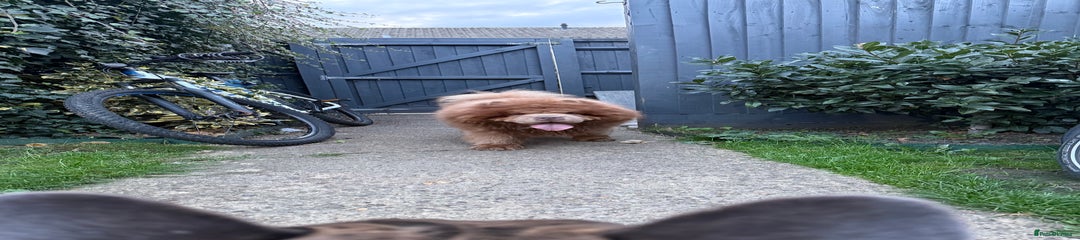 2 Year Old Chow Chow called Bruce