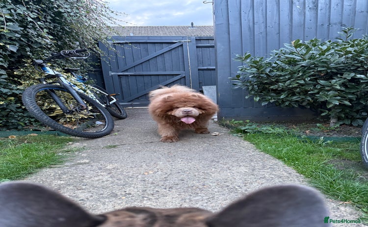 Chow Chow dogs - Advert 10