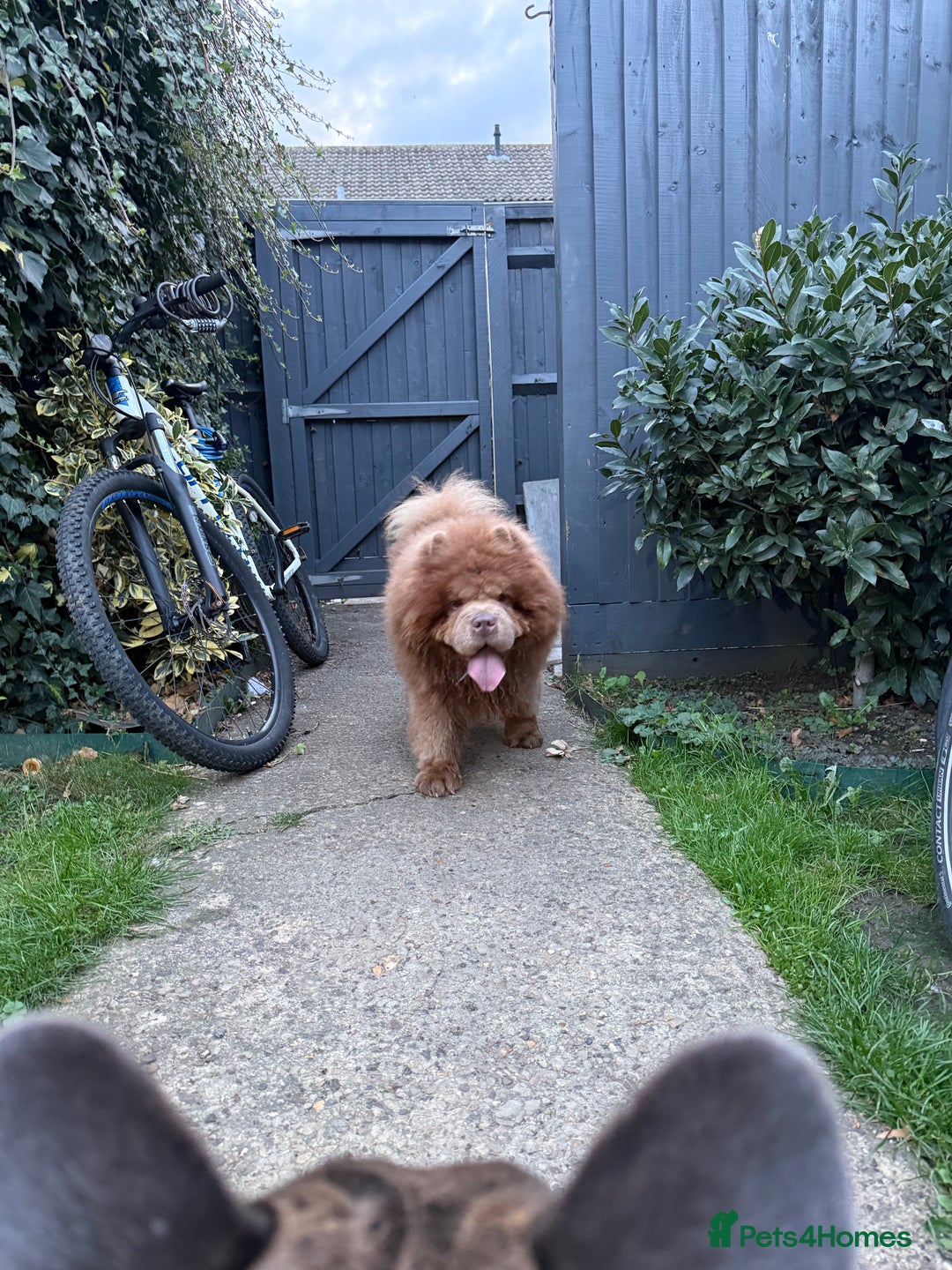 Chow Chow dogs for sale: Beautiful 2-Year-Old KC Registered Male Chow Chow - Image 1