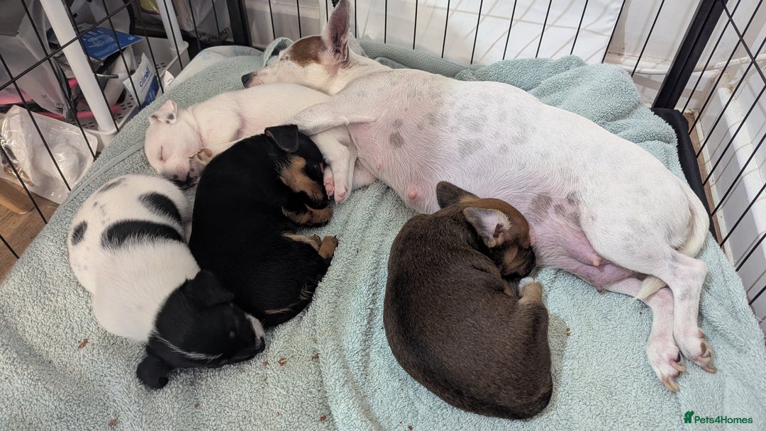 Mixed Breed dogs for sale: Toy fox terrier/jack Russell puppies  - Image 1