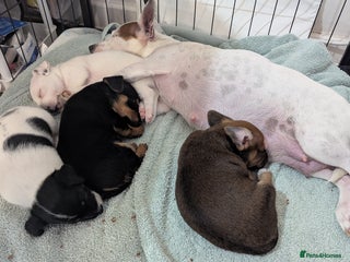 Mixed Breed dogs - Advert 14