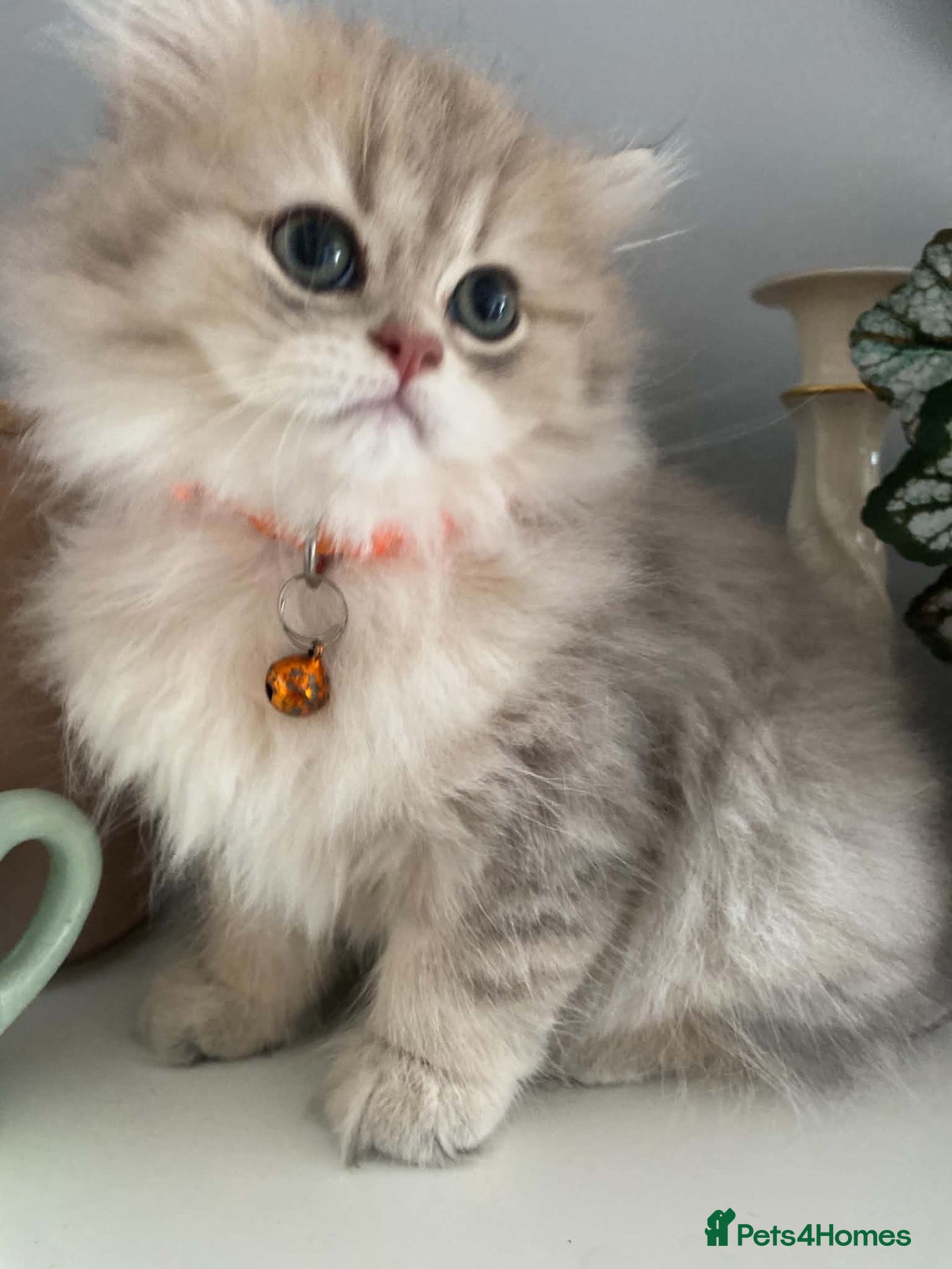 British Shorthair cats British shorthair kittens  - Advert 5
