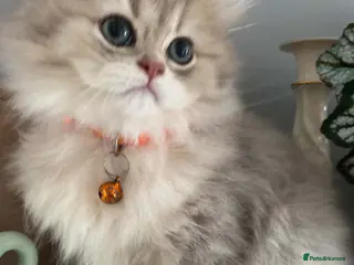 British Shorthair cats British shorthair kittens - Advert 5