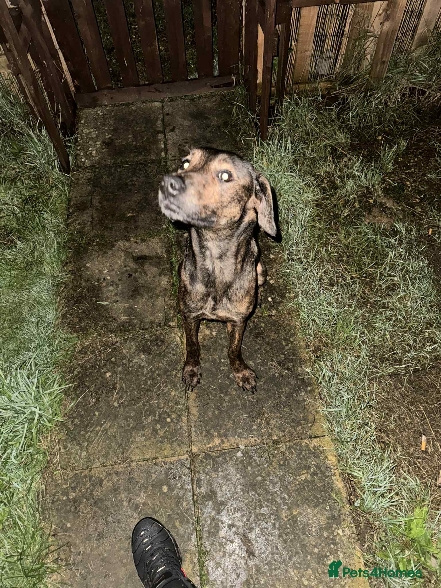 Mixed Breed dogs Good home wanted - Advert 14