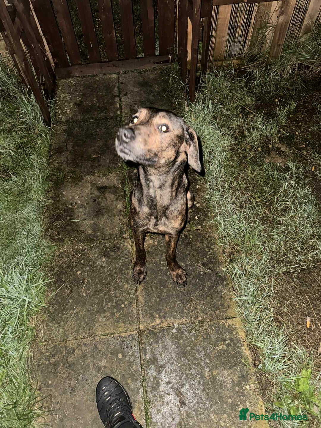 Mixed Breed dogs for sale: Good home wanted - Advert 1