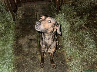 Mixed Breed dogs Good home wanted - Advert 1