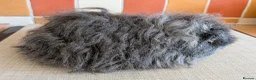 Guinea Pig rodents for sale: Gorgeous Texel sows - Advert 7