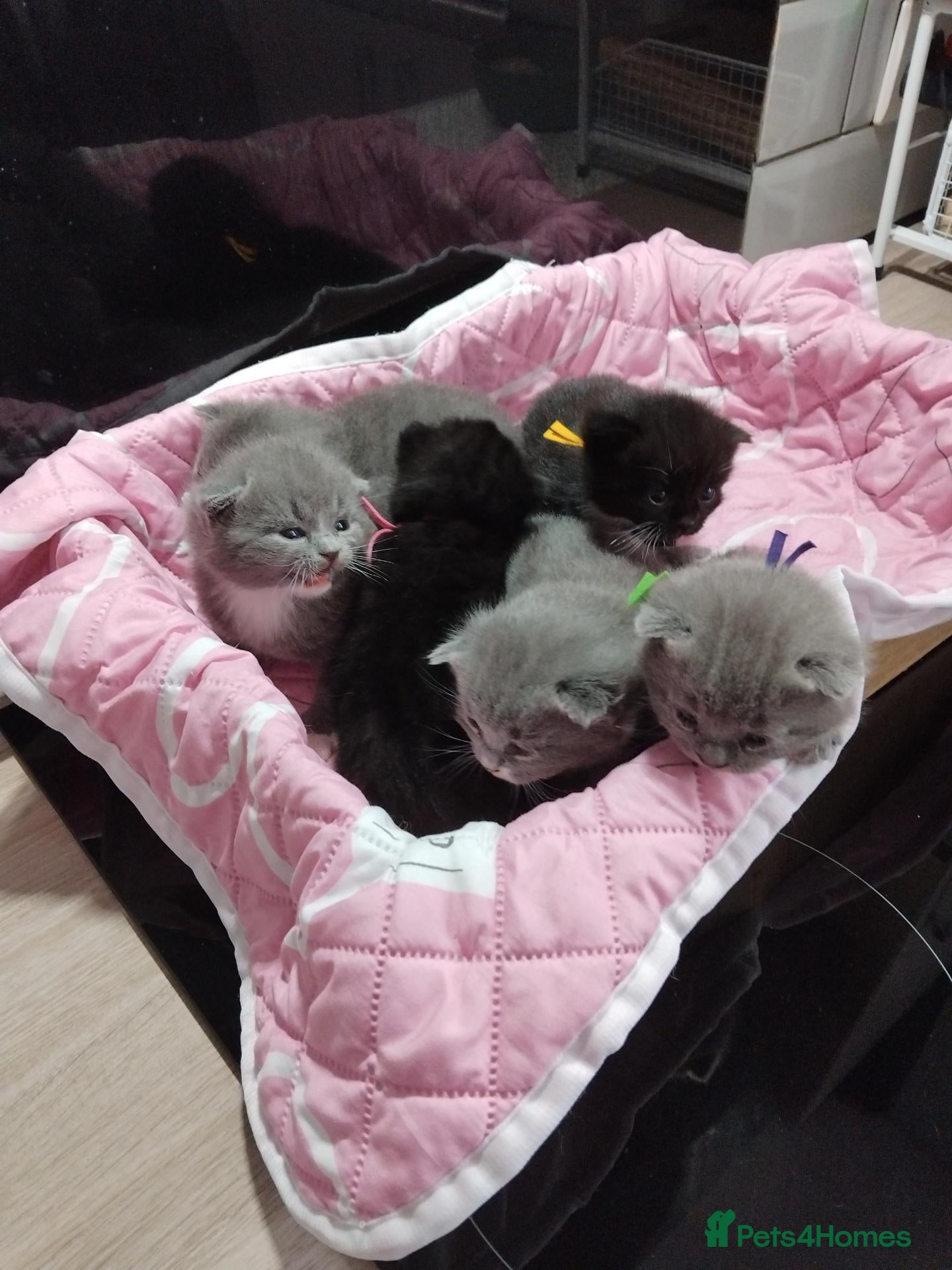 British Shorthair cats BSH  x DSH  - Advert 4