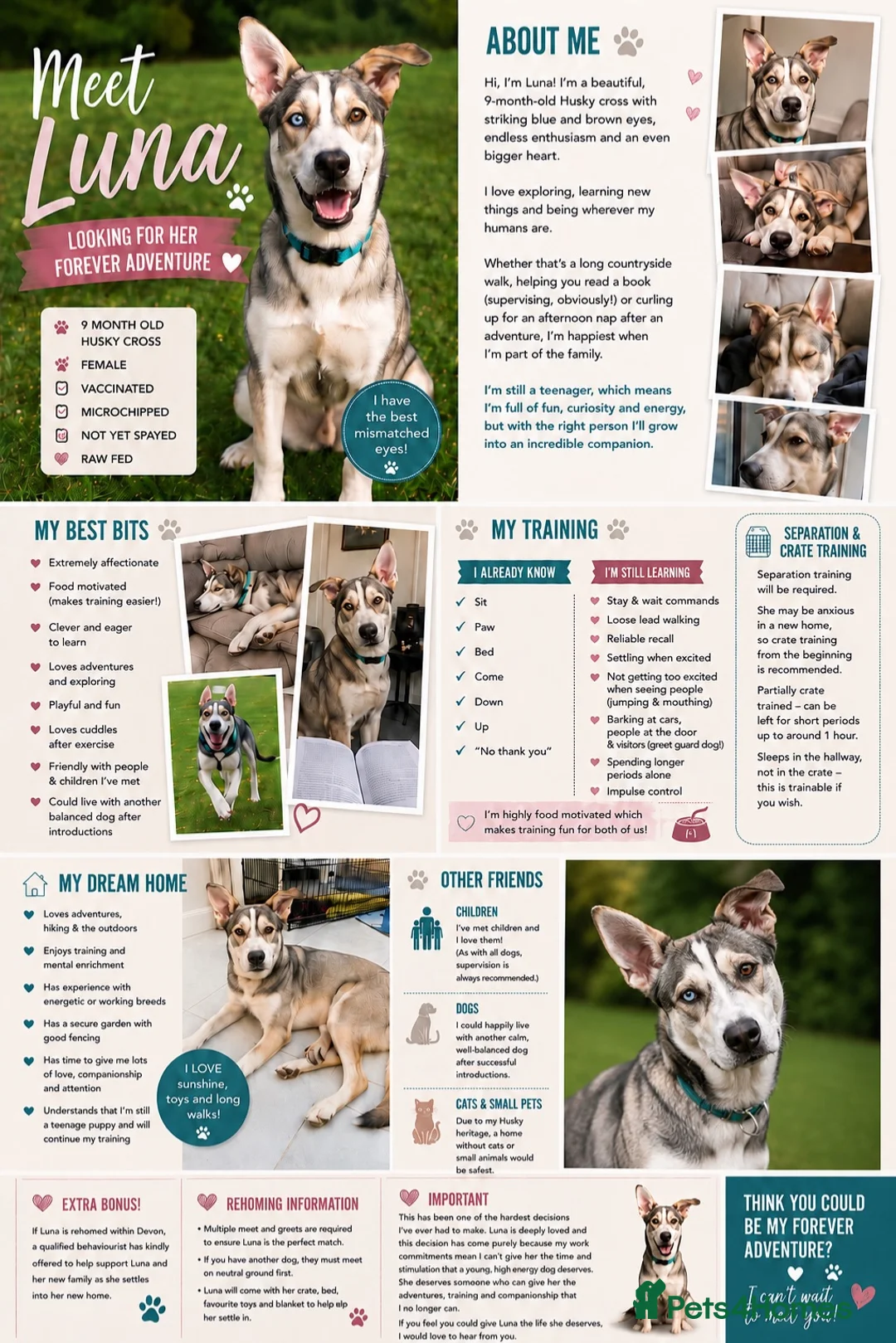 Mixed Breed dogs for sale: Luna - Beautiful Bundle of Love & Energy - Advert 2