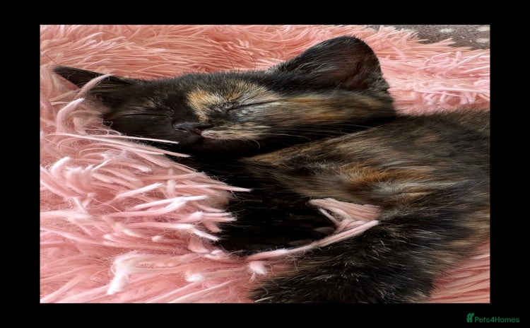 Domestic Shorthair cats 8 Stunning kittens 🐾 PLEASE Read Update 🐾 - Advert 6