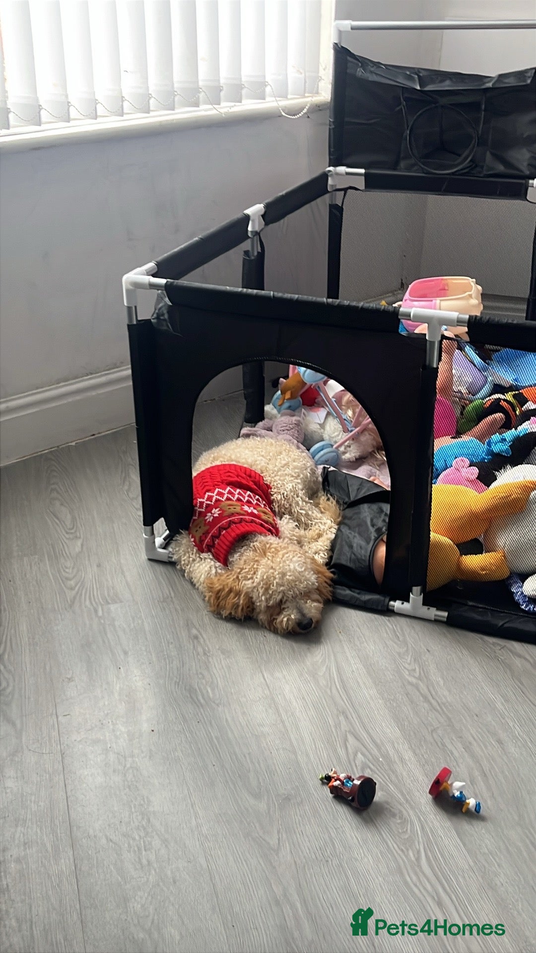 Poodle dogs Poodle rehoming - Advert 3