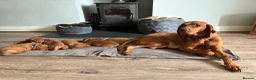 Hungarian Vizsla dogs for sale: Gwens puppies 🐾 - Advert 3