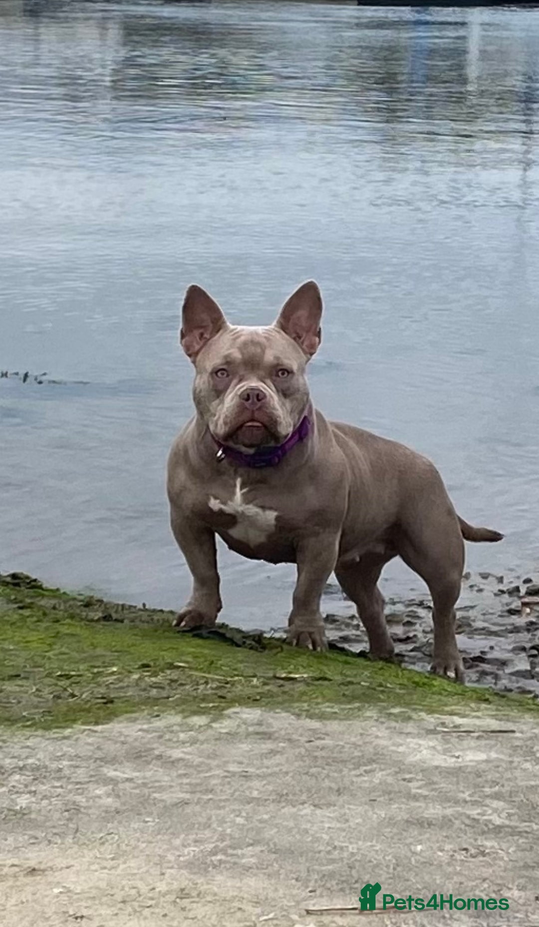 American Bully dogs for sale: Lilac Micro Bully  - Advert 2