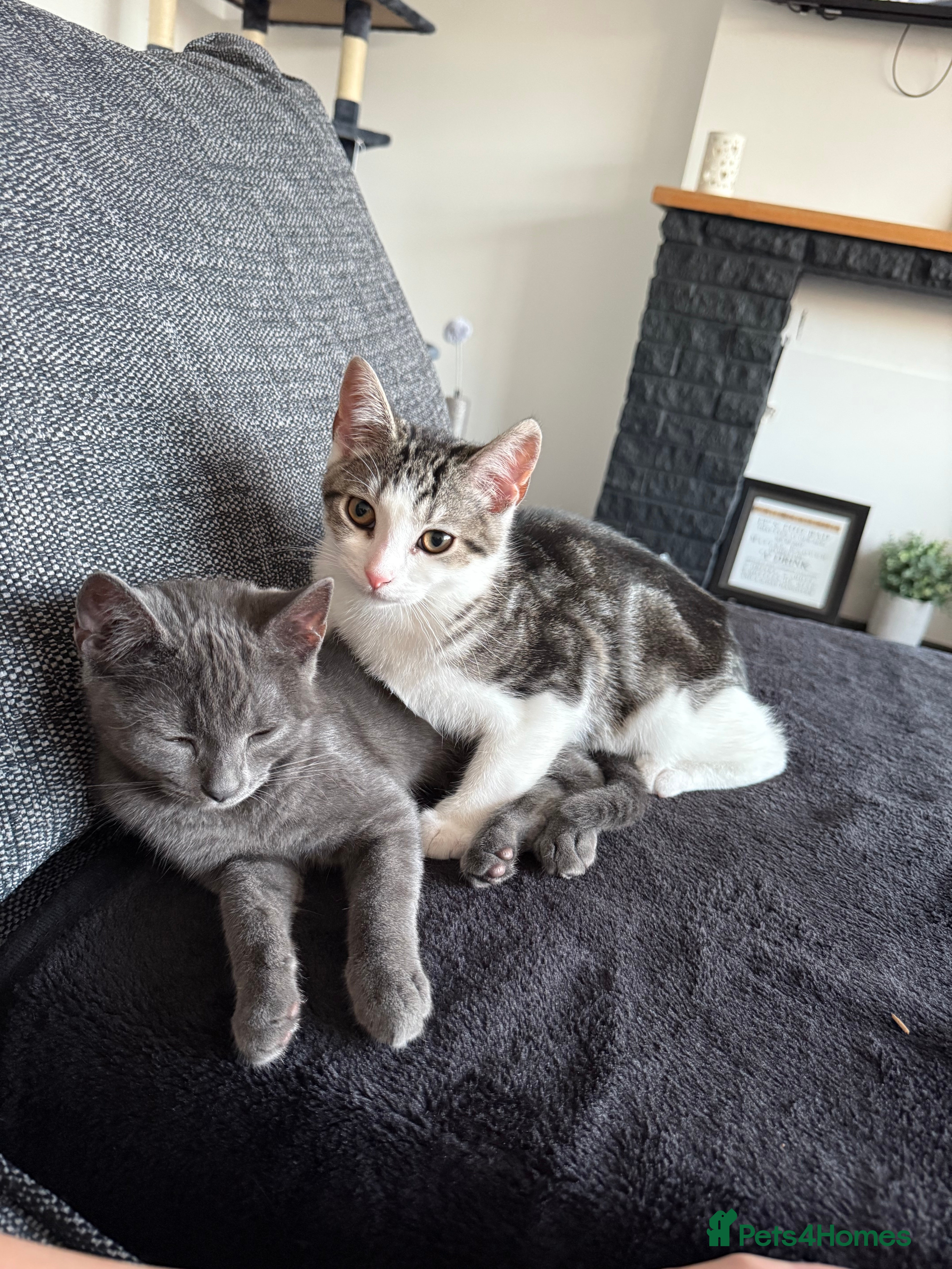 Mixed Breed cats Two cats looking for their forever home - Advert 2